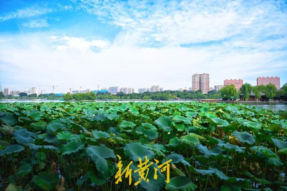 一年四季 泉在济南｜白露时节，大明湖荷叶向阳美如画