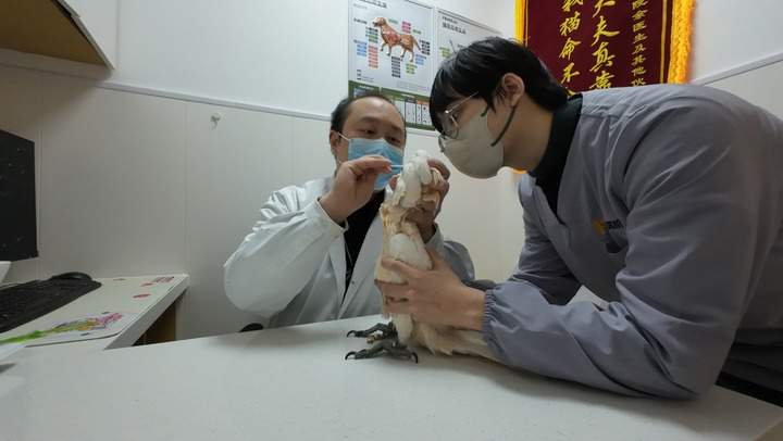 新华视点·关注宠物经济|宠物医疗为何频现“糊涂账”?