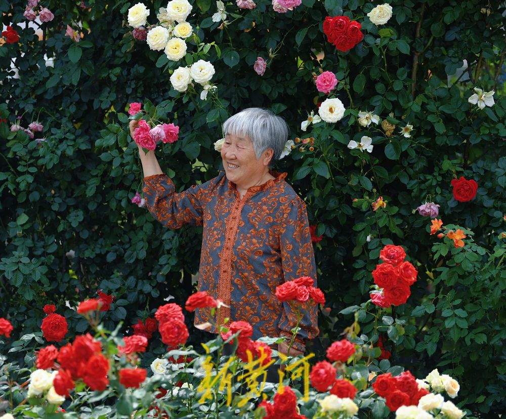 一年四季 泉在济南｜泉城广场：月季花廊花团锦簇 成初夏亮丽风景线