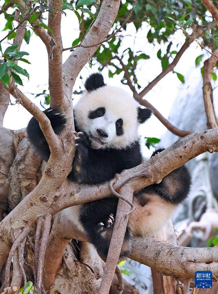 首对“港产”龙凤胎大熊猫正式命名为“加加”“得得”