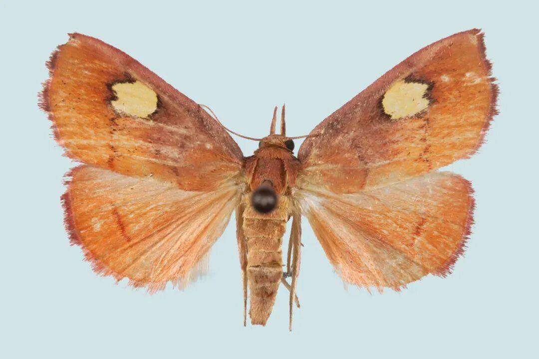 泰山发现山东新记录昆虫艳双点螟