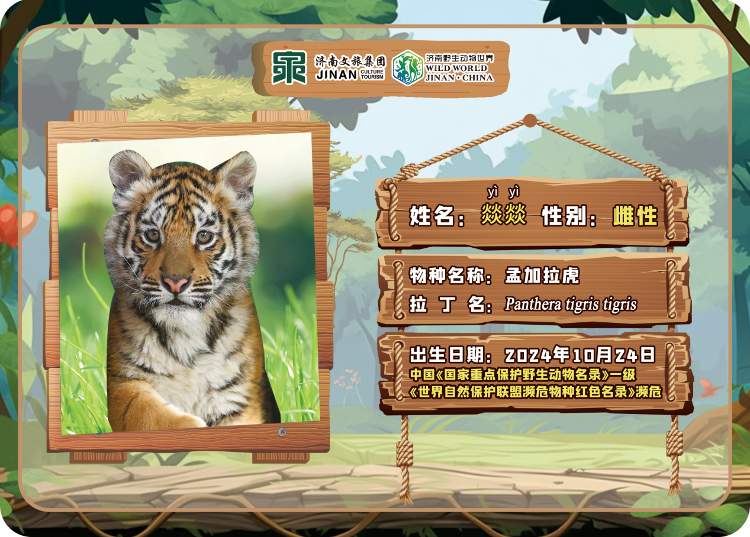 喜讯！济南野生动物世界网红孟加拉虎三胞胎有名字啦！