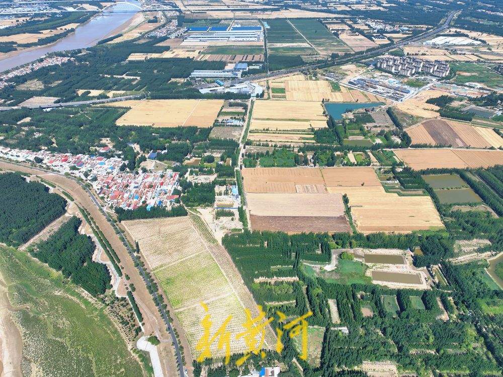 一年四季 泉在济南丨风吹麦浪 济南黄河北岸麦田美若画卷