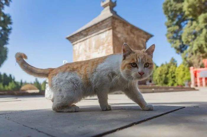 全网刷屏!一小时破百万!济南“猫猫寺”也是取景地