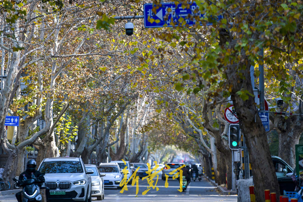 一年四季 泉在济南｜百年法桐织就“金色时光隧道” 济南老商埠冬日披金装 