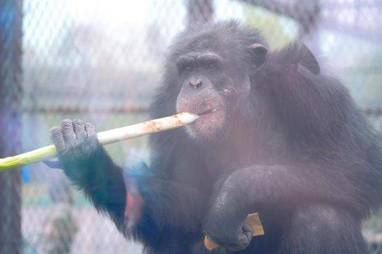 山东“明猩”开启冬季大葱盛宴