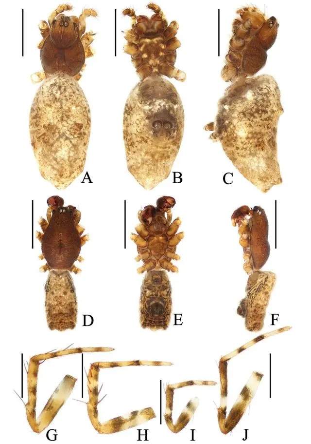 稻香、龙拳、星晴……新种蜘蛛“歌单式”命名,“你的歌迷已经是科学家了!”