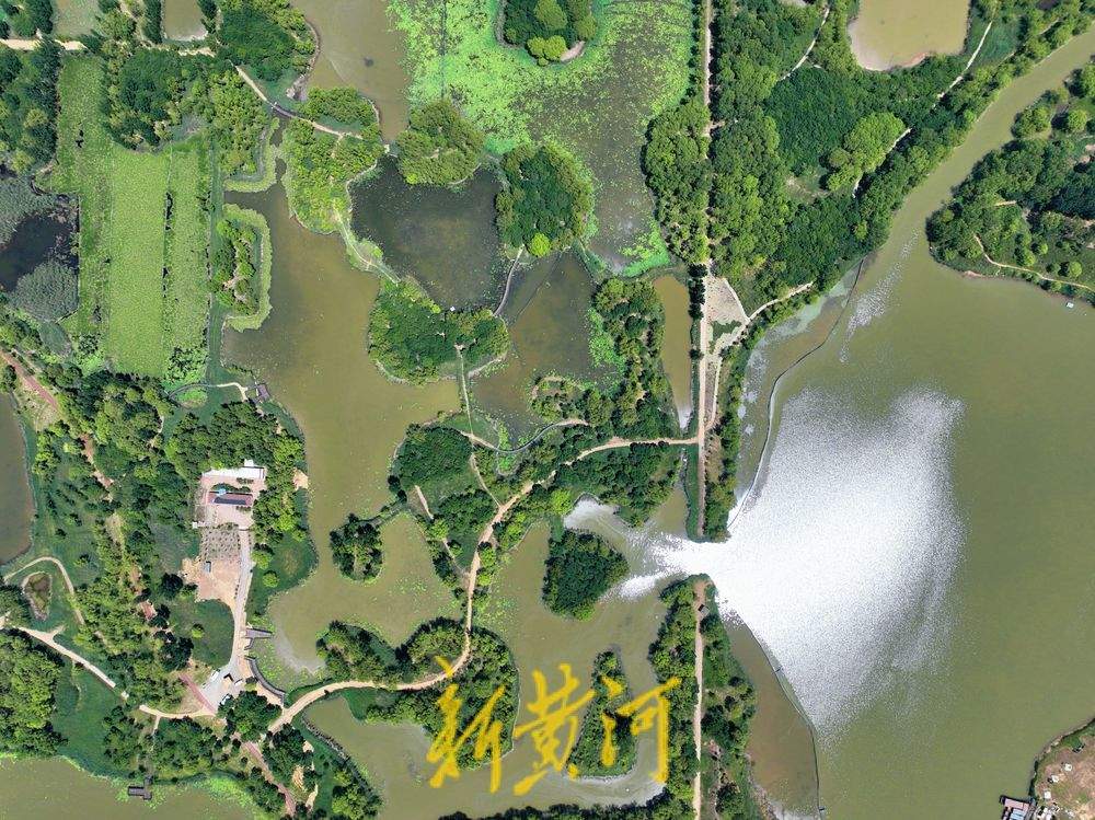 济西湿地盛夏好风光