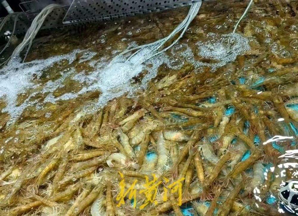 价格腰斩！这类虾每斤降了100多元，济南海鲜大市场日销一万斤