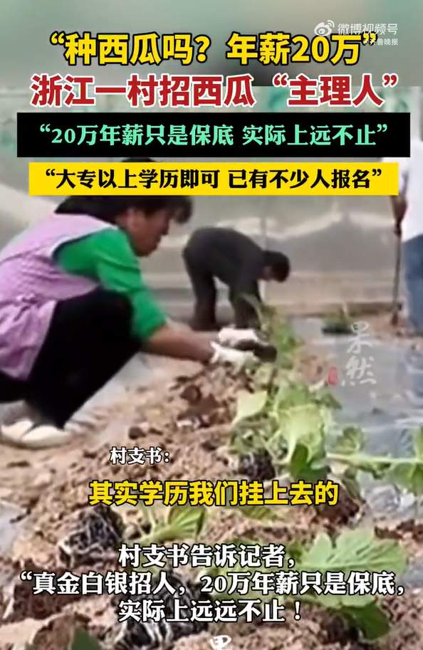 浙江衢州一村年薪20万招聘西瓜“主理人”，村支书：20万年薪只是保底，大专以上学历即可，更看重真本事