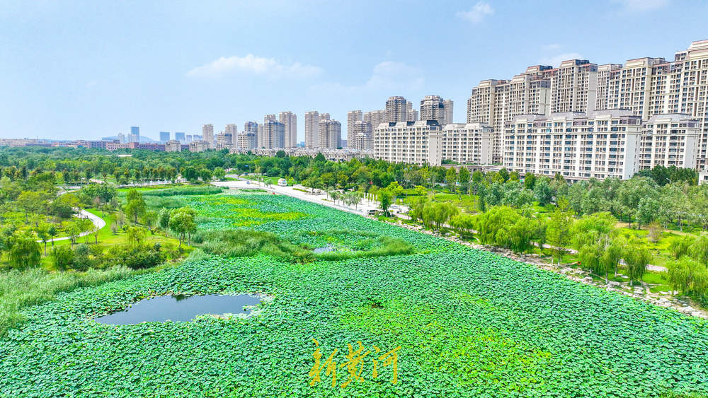 一年四季 泉在济南｜夏末诗意盛景 华山湿地呈现“接天莲叶无穷碧”