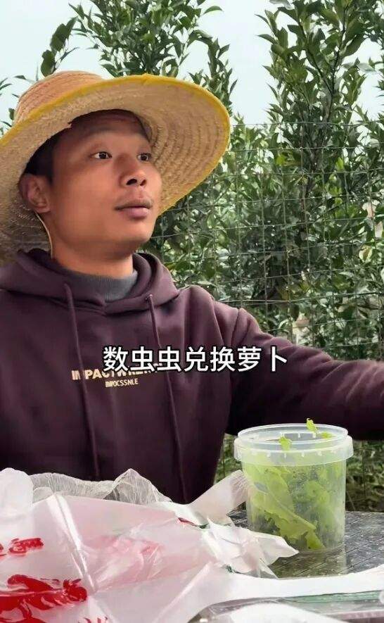 四川眉山“甘蔗哥”推出抓虫子换萝卜活动:元旦假期来了七八千人,20亩萝卜收完为止