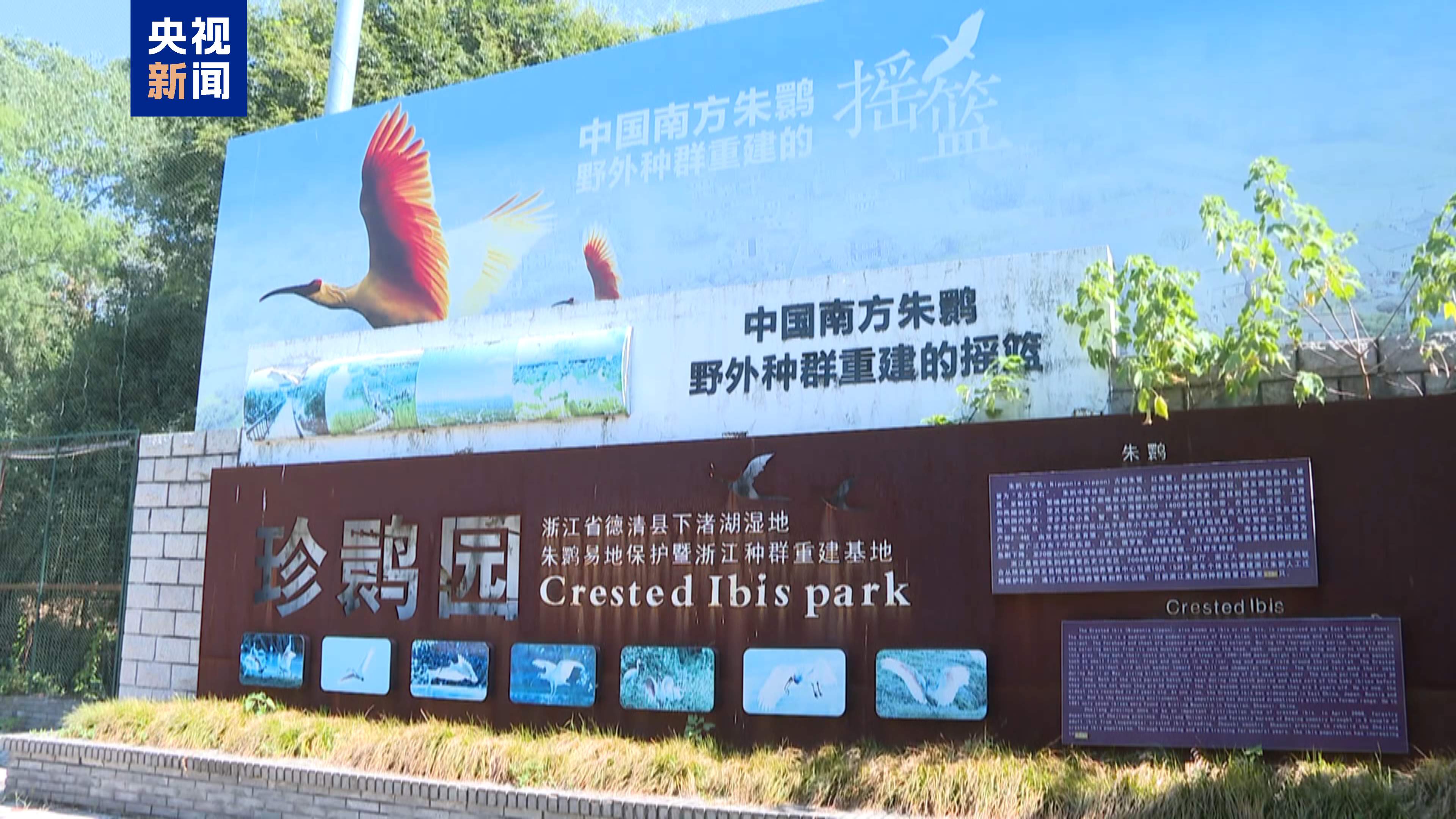 浙江朱鹮种群数量破千 我国南方朱鹮繁育保护工作取得新突破