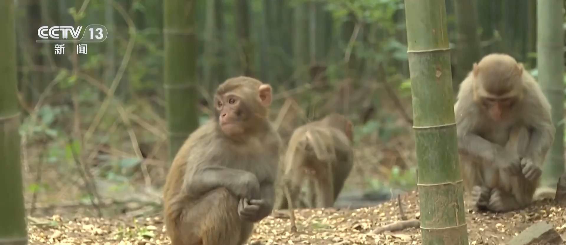 江苏一景区“月均6万元收编泼猴”引关注 “人猴冲突”如何解决?