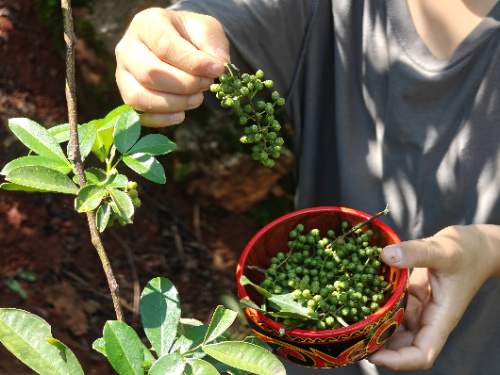 一颗青花椒的“顶流”之路:从深山枝头到半天妖销量榜首的风味旅程