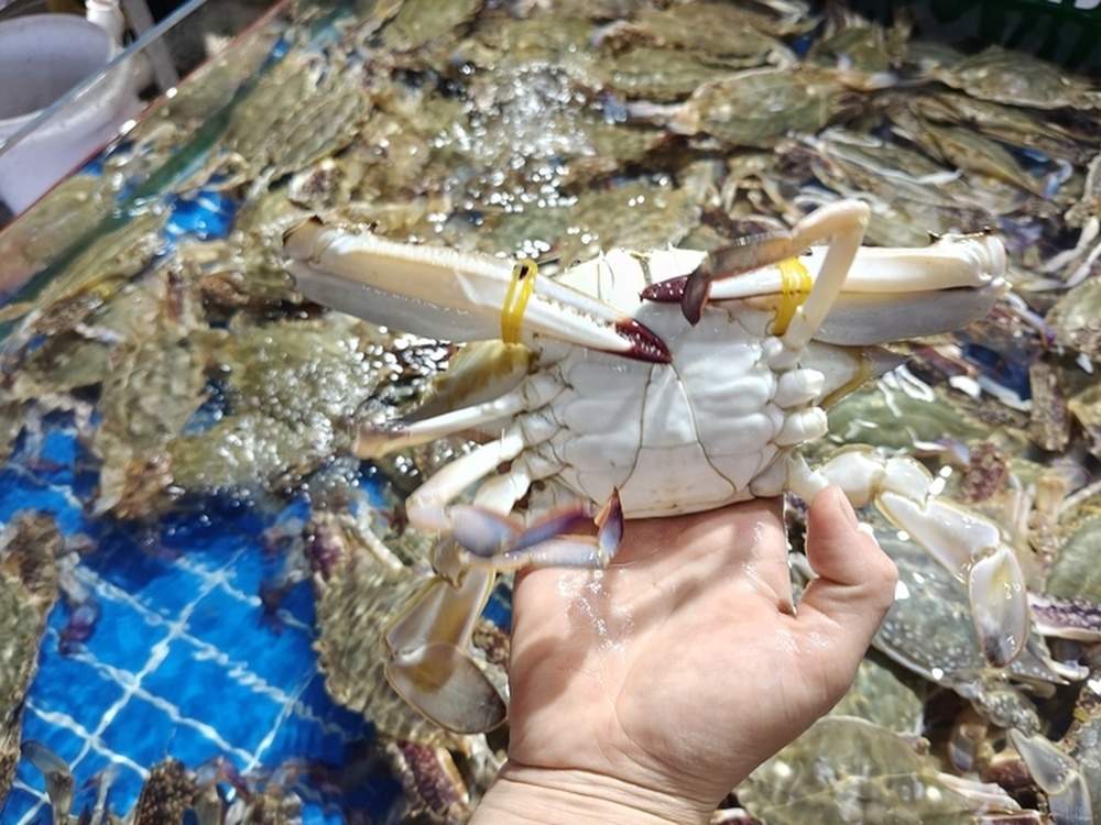 “一天一个价”，济南海鲜市场皮皮虾价格一天降10元