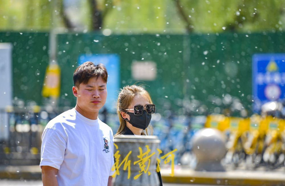 济南杨柳絮飘飞进入高发季