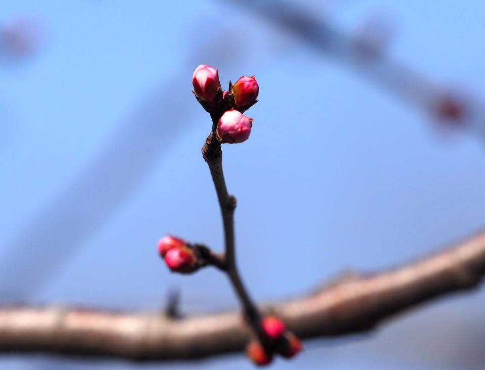 满园春色关不住，千佛山的山桃花马上就开了