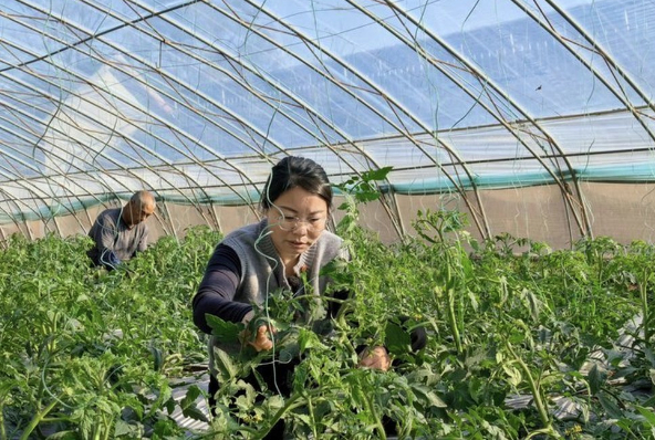 幼师辞职种大棚，转行当“新农人”：她把草莓西红柿种成“抢手货”