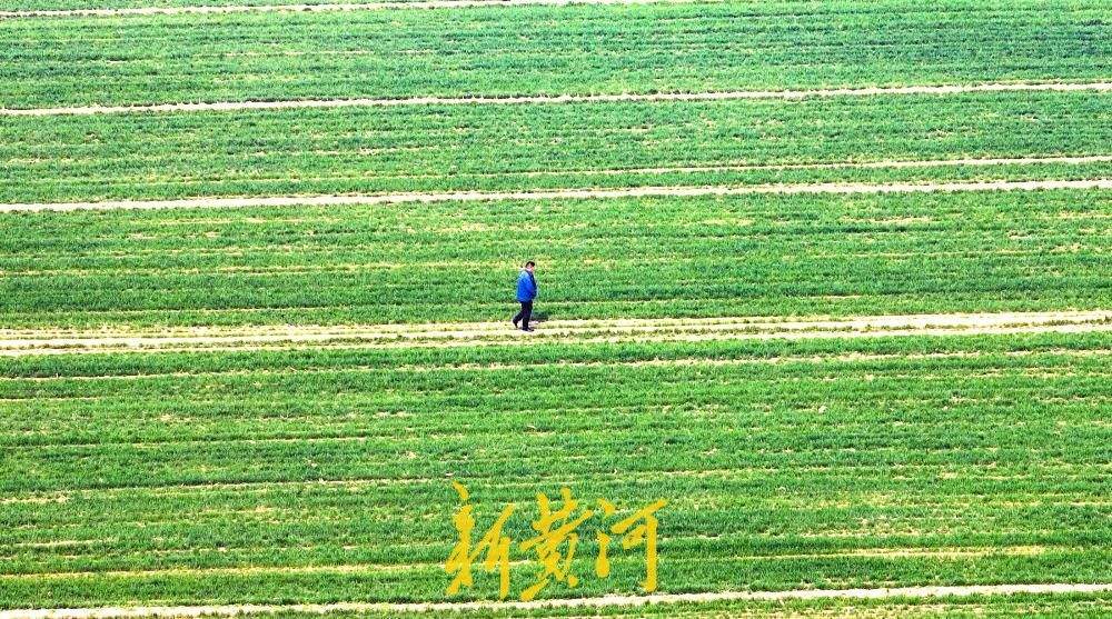黄河岸边“春潮起” 百亩麦田伴翠柳绘就生态画卷