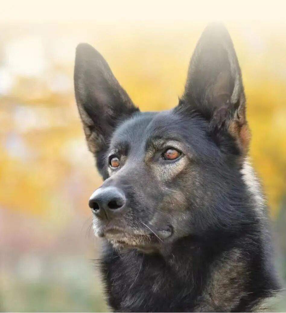 “黑狼” 被选定为中国警犬LOGO形象犬