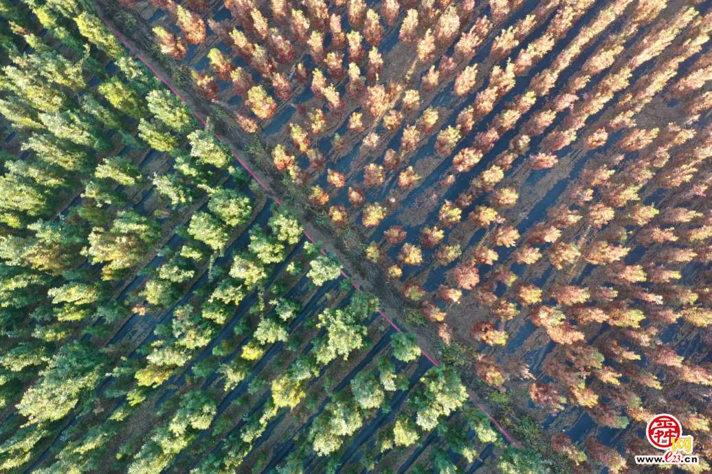 融媒·画像丨此生如橡树，风雨立青山——陈克伟的苗木人生