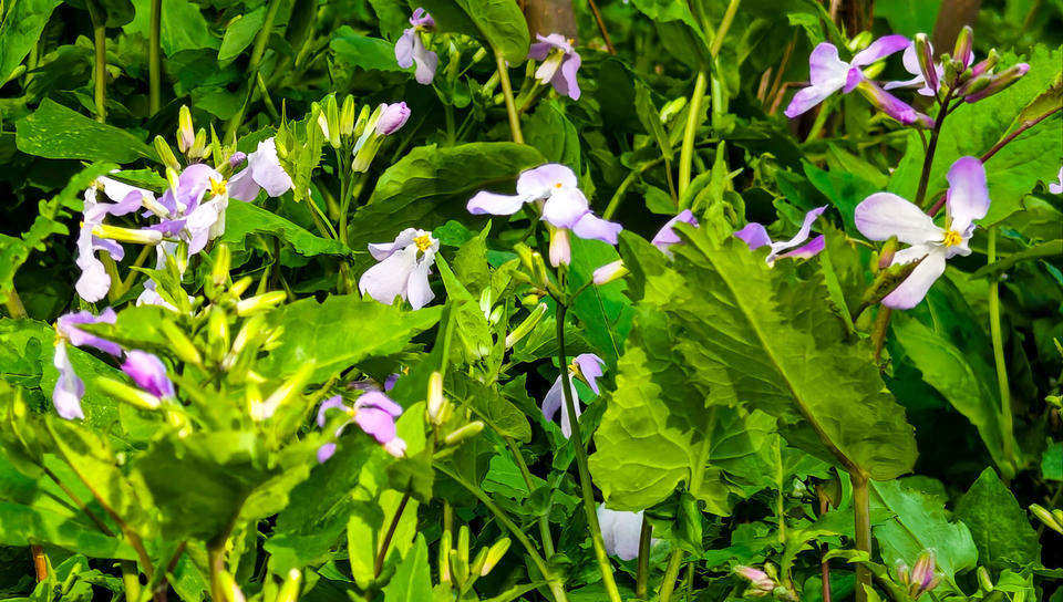 济南树荫下的二月兰开始绽放，紫色浪漫大片即将上演