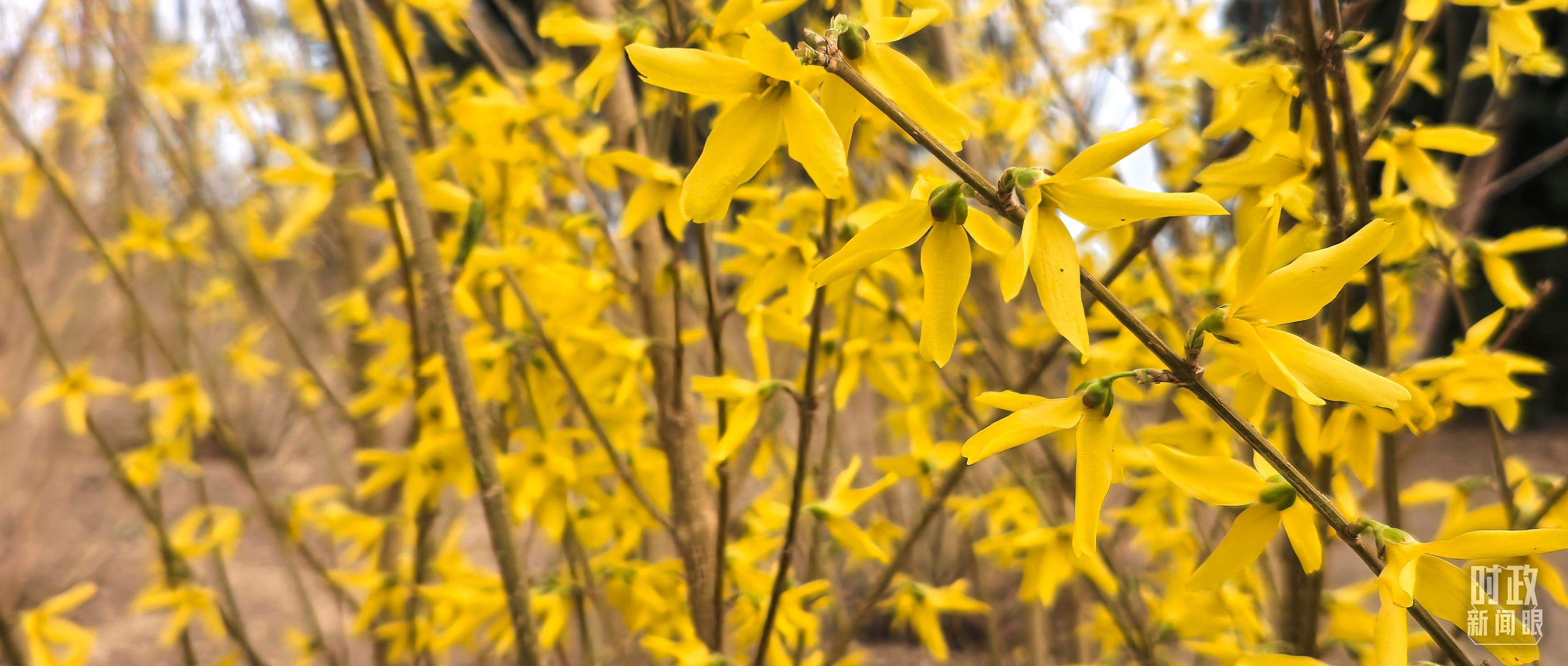 时政新闻眼丨在首都义务植树活动现场，习近平强调这件利国利民的大事