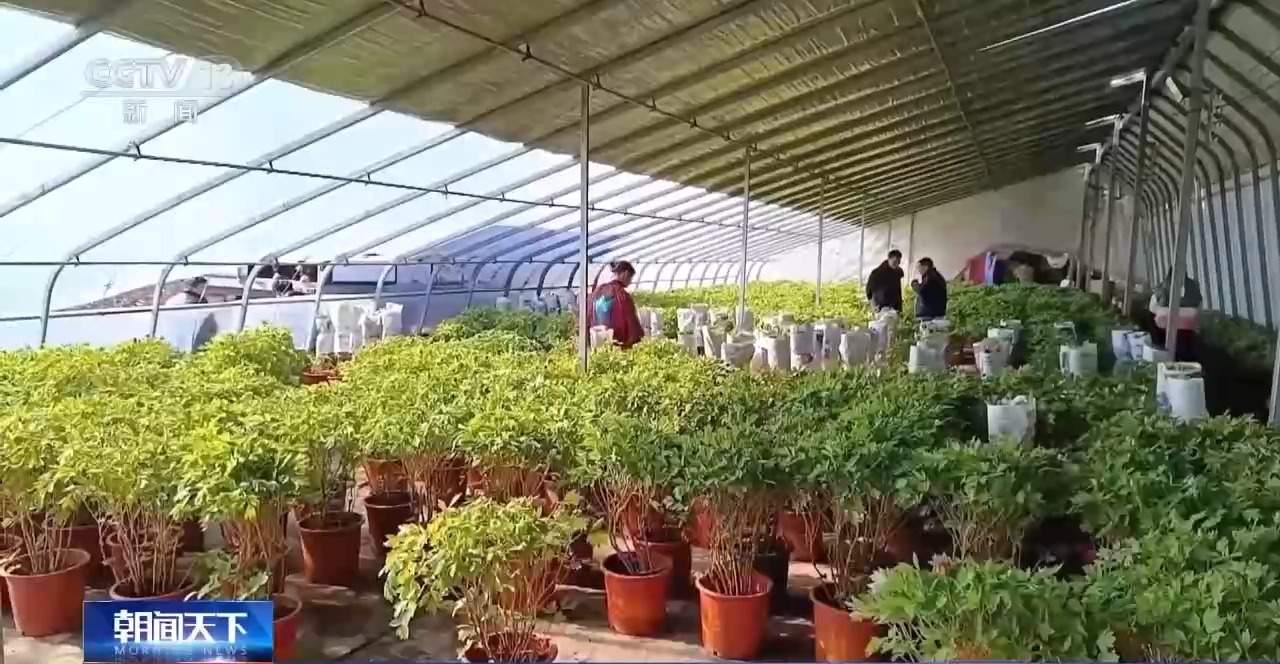 春节临近年宵花畅销！南北方偏好有不同 你选了哪一种?