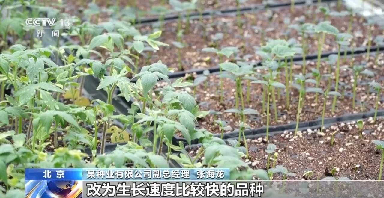 “工位种菜”走红 蔬菜盆栽成了“上班搭子”