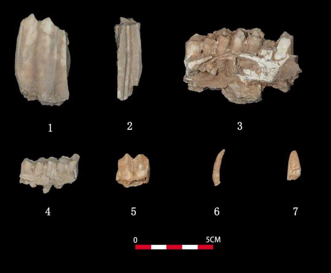 2025年度山东省五大考古新发现初评结果揭晓