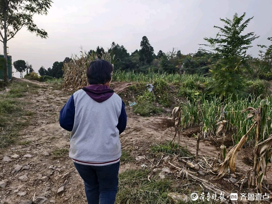 章丘大葱减产,种植户多渠道“找销路”