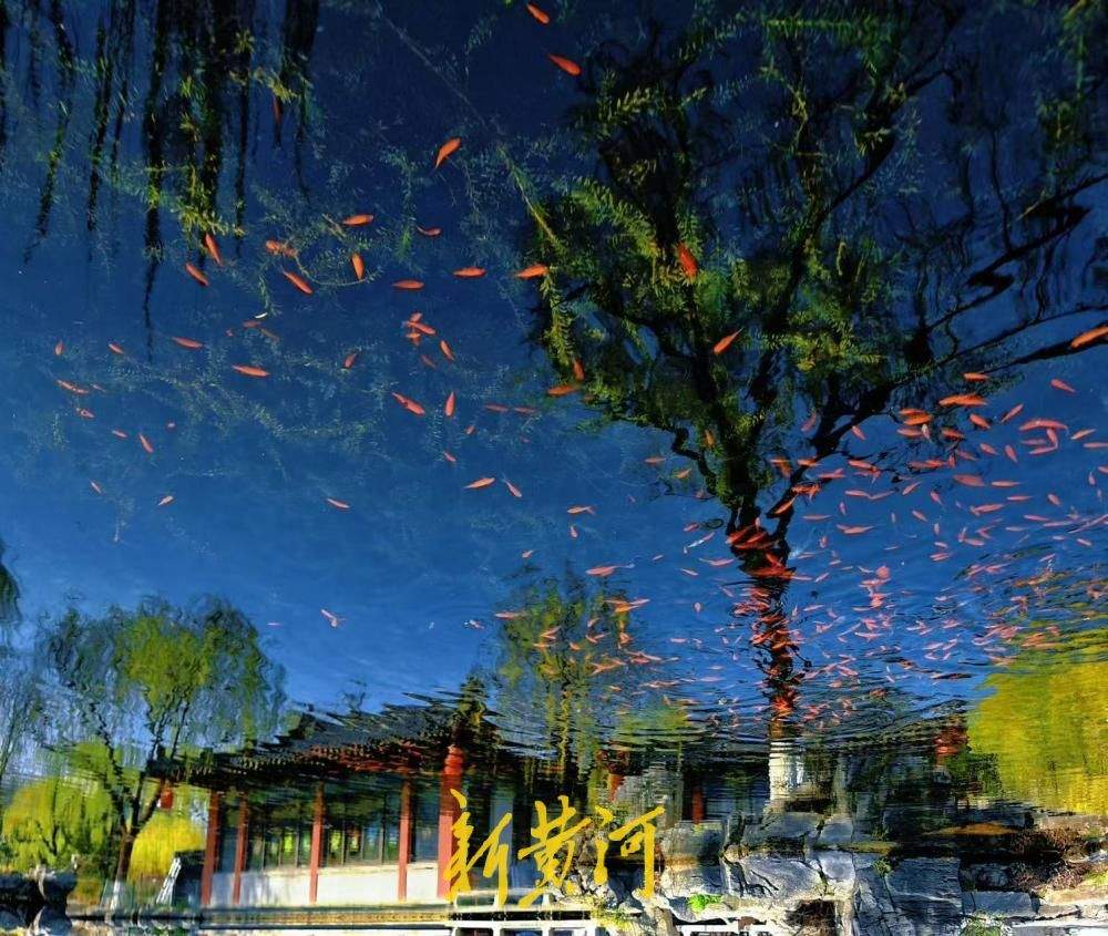一年四季 泉在济南｜鱼在云中游，在五龙潭公园捕捉倒影里的泉城春天