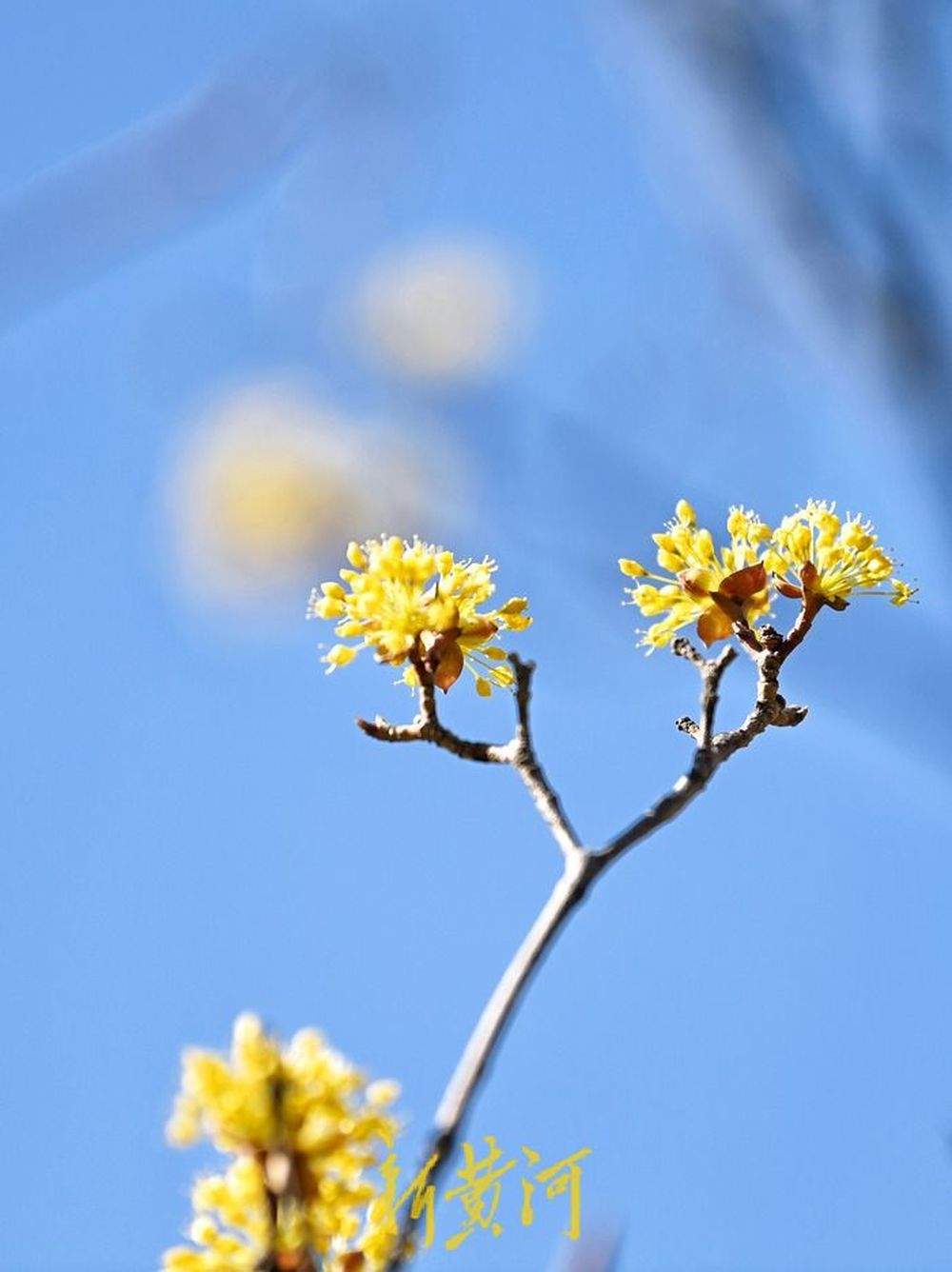 登千佛山能邂逅哪些“花海”？记者为您提前“探路”