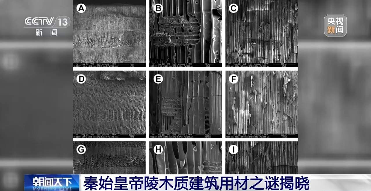 海拔由低→高,秦始皇帝陵木质建筑用材之谜揭晓
