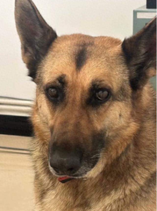 云南一特警大队警犬被偷 回应：真的，是特警大队的