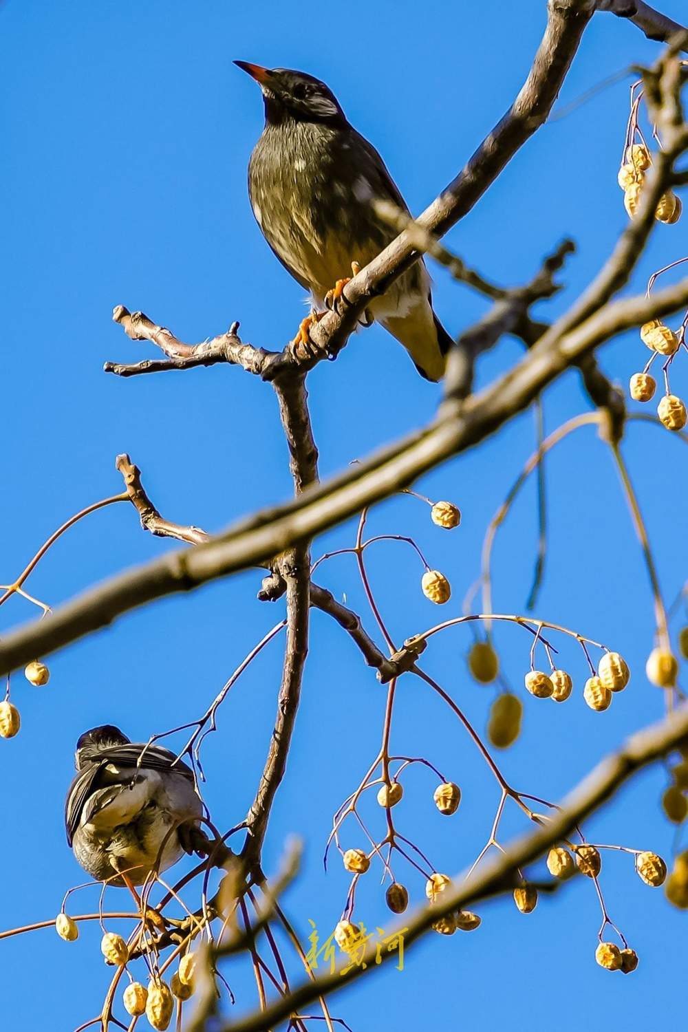“泉”在济南过大年｜新春佳节，济南千佛山上鸟儿欢歌飞舞迎新年