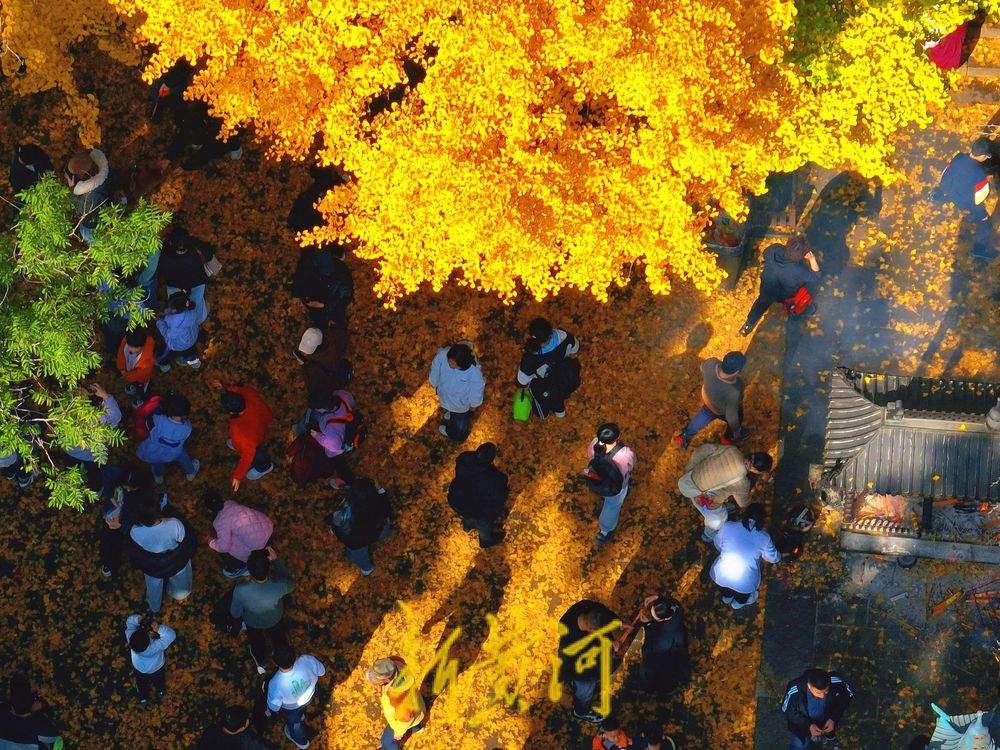一年四季 泉在济南丨灵岩寺千年古银杏树换金装，深秋泉城诗意浓