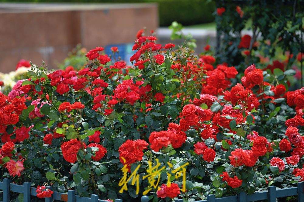一年四季 泉在济南｜泉城广场：月季花廊花团锦簇 成初夏亮丽风景线
