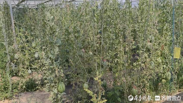 天气越热、销量越“热”，济南西瓜价格开始回升上涨