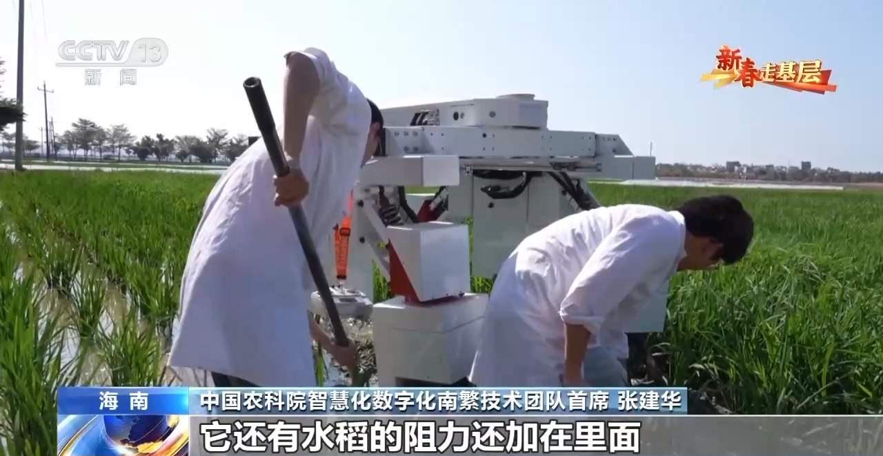 新春走基层丨水稻育种遇上AI 老专家与工程师联手“抢花期”