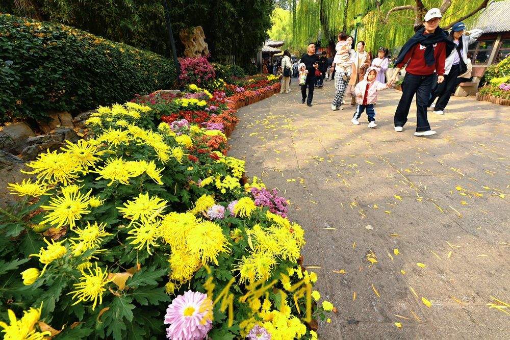 多彩菊花绽放趵突泉畔，扮靓初冬泉城