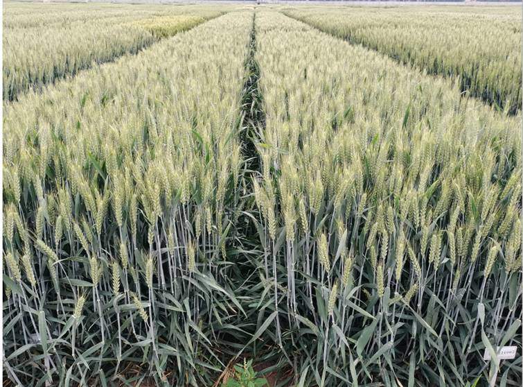 全球首次！山东省农科院用黑麦“爸爸”育出小麦新品种“济麦61”