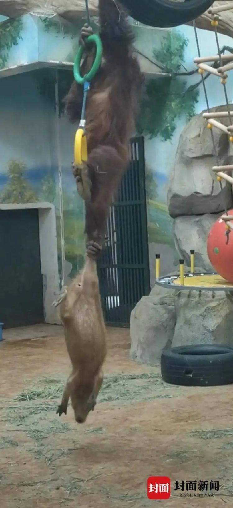 拎、拖、拽！水豚在动物园与猩猩混养遭欺凌？官方回应