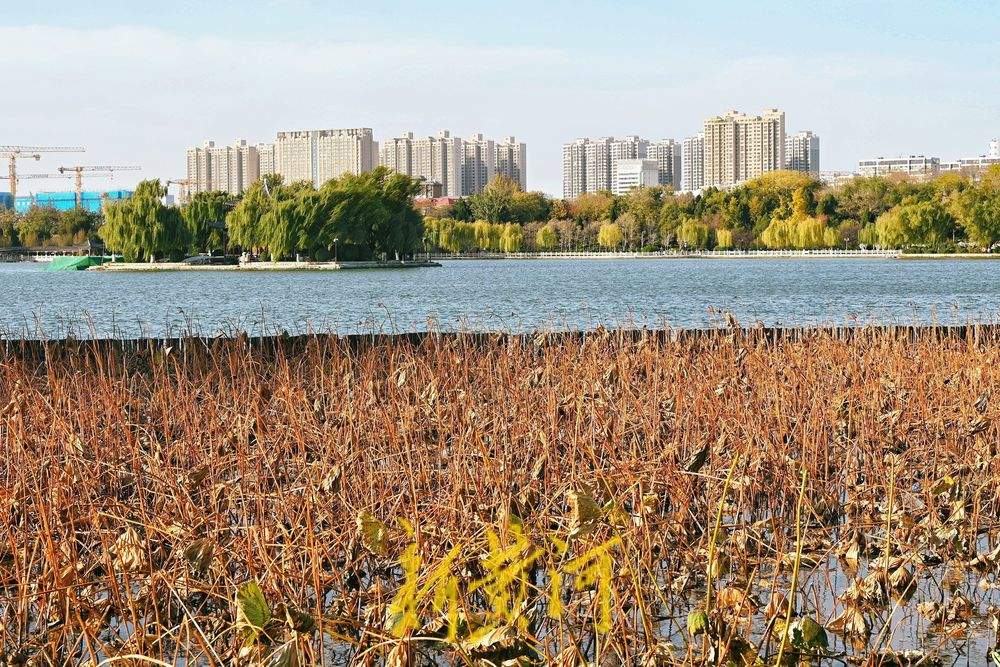 济南迎寒潮天气 大明湖畔游客寒风中赏残荷韵味足