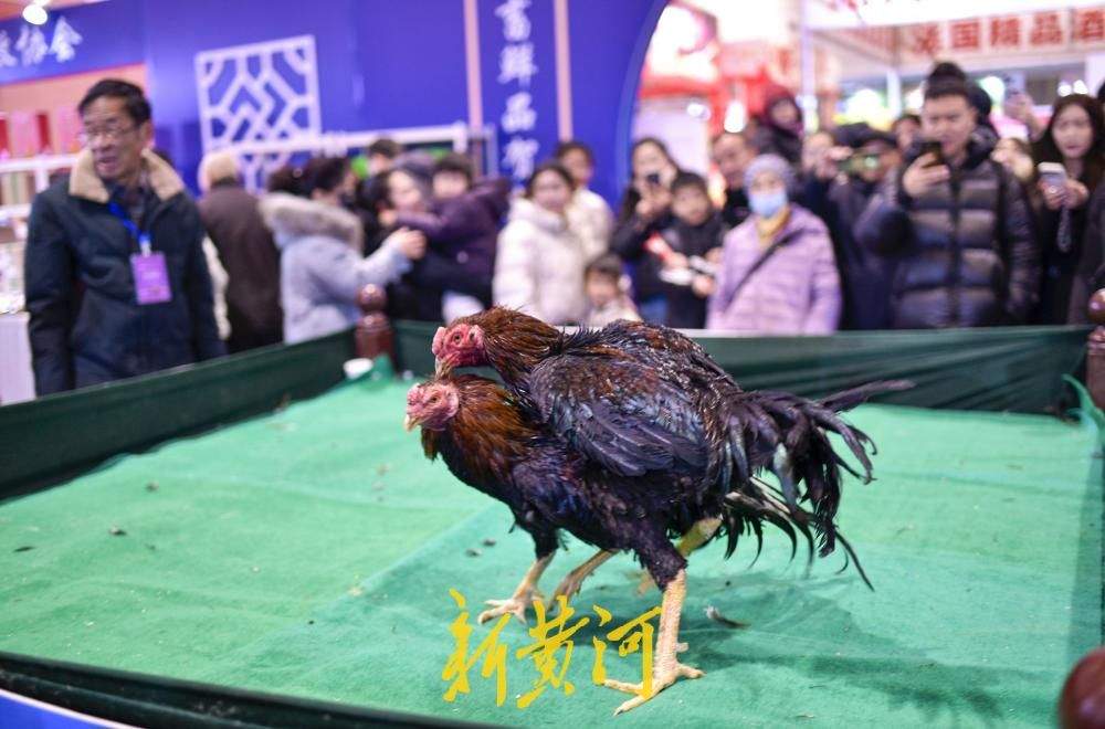 年货会千种好品汇集，非遗斗鸡添彩