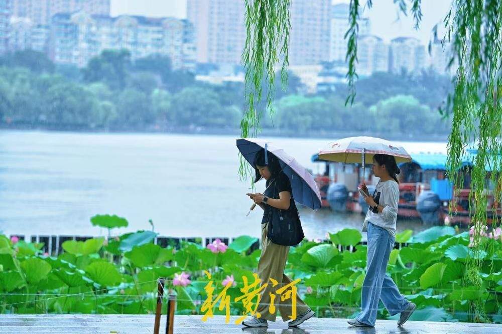 入伏首日迎降雨 大明湖雨荷相映引游人驻足