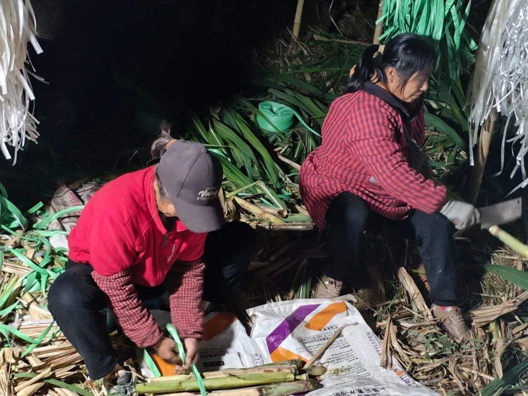 四川眉山“偷甘蔗”现场：民警到场维持秩序，老板称以前想当网红，现在累得笑不出来
