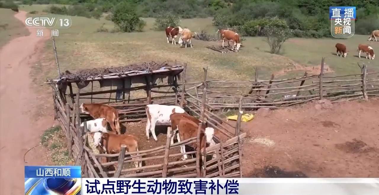 前方有豹出没 野生动物保护与村民利益如何平衡?