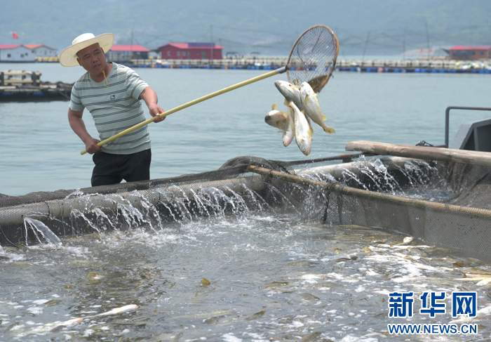 美味鱼虾从近海“种”出来，也从远洋“游”过来